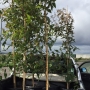 Top quality trees grown by Tall Trees pl